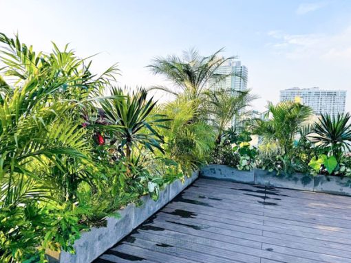 Báo giá dịch vụ cây xanh