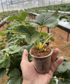 Bí kíp trồng dâu tây