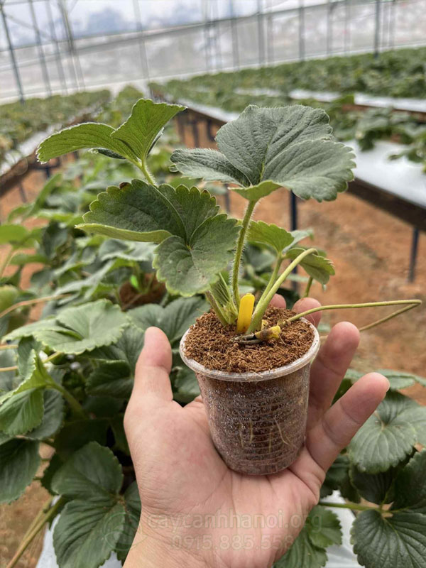 Bí kíp trồng dâu tây