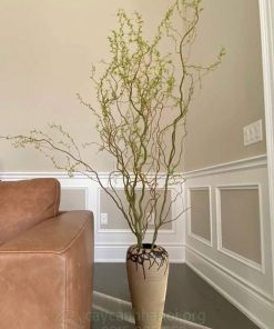 Bình cắm Salix liễu xoăn đẹp