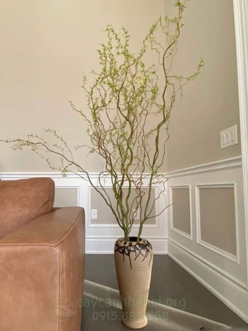 Bình cắm Salix liễu xoăn đẹp