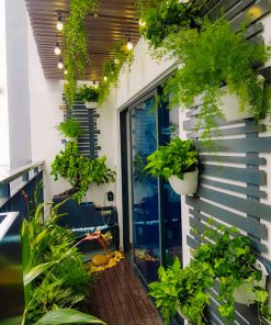 Các loài cây trồng ngoài ban công phân theo tầng