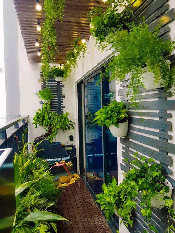 Các loài cây trồng ngoài ban công phân theo tầng