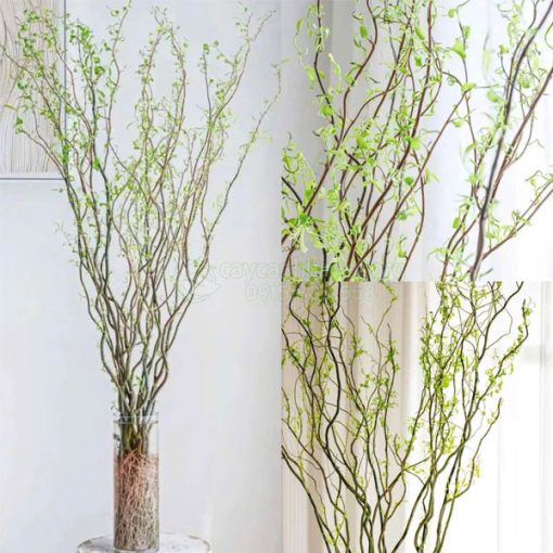 Cách chăm sóc cảnh salix tươi lâu