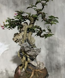 cách chăm sóc cây hồng ngọc mai bonsai