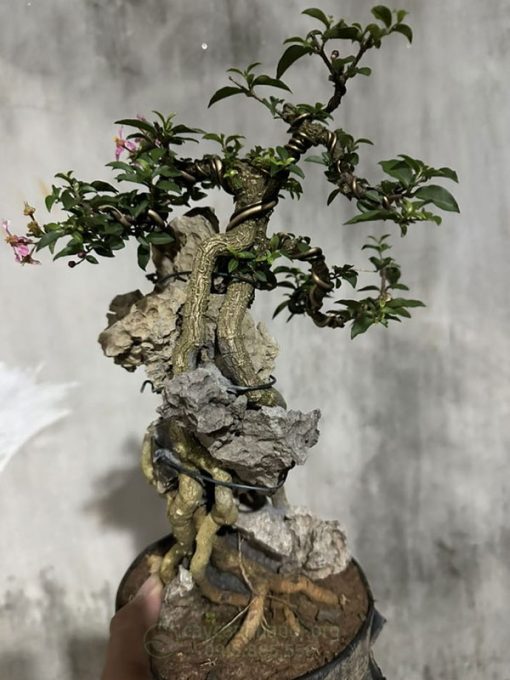 cách chăm sóc cây hồng ngọc mai bonsai