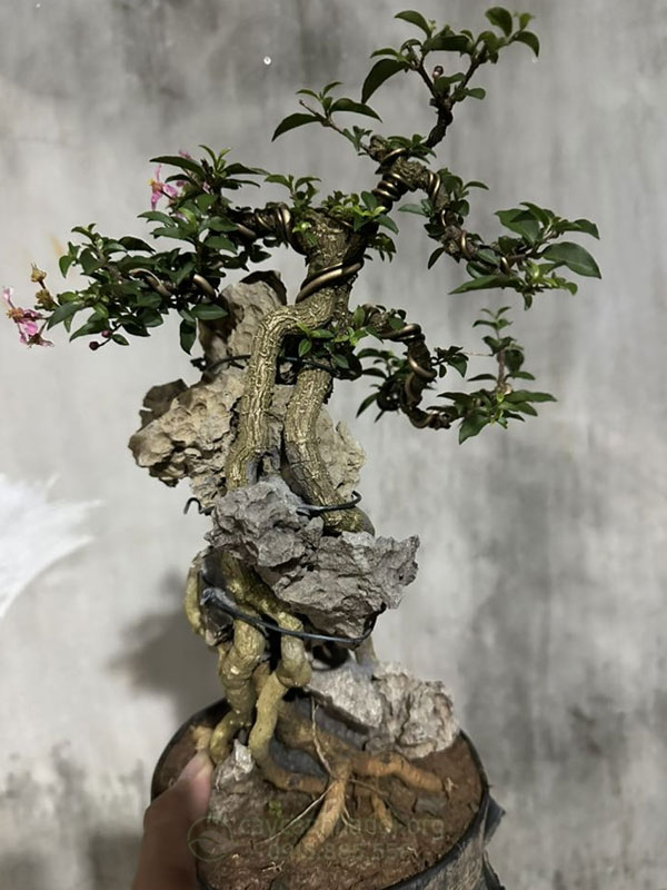 cách chăm sóc cây hồng ngọc mai bonsai