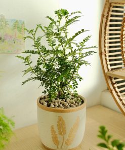 Chăm sóc cây thanh hương bonsai (cách chăm sóc cây thanh hương trong chậu)