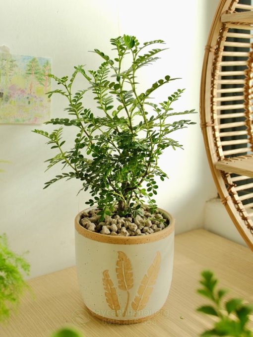 Chăm sóc cây thanh hương bonsai (cách chăm sóc cây thanh hương trong chậu)