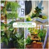 Cách chọn các loài cây cảnh trồng ban công đẹp, chất lượng.