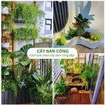 Cây Ban Công Cây Ban Công