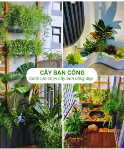 Cách chọn các loài cây cảnh trồng ban công đẹp, chất lượng.