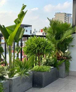 Cách chọn cây trồng ban công hợp phong thủy