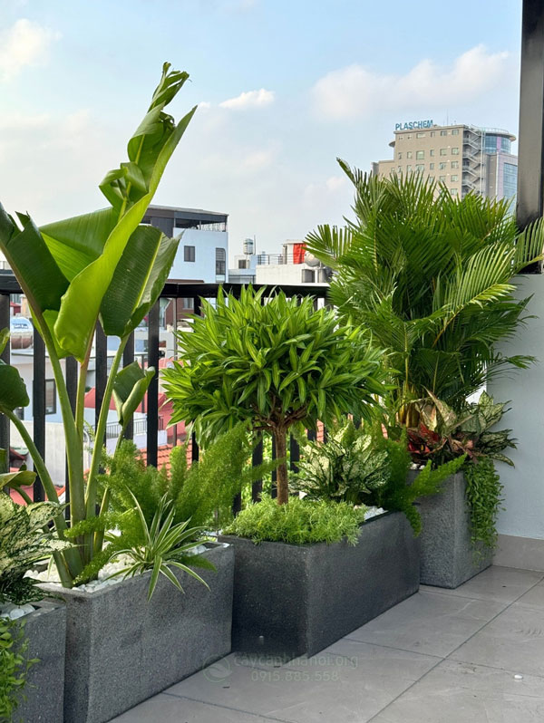 Cách chọn cây trồng ban công hợp phong thủy