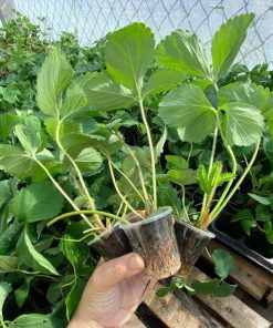 cách trồng dâu tây bằng hạt trong chậu