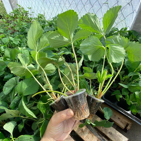 cách trồng dâu tây bằng hạt trong chậu