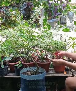 Cách trồng cây tam tài tam lộc