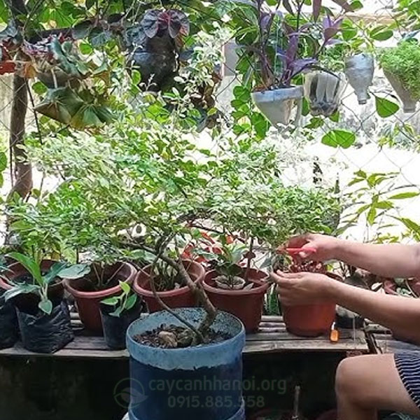 Cách trồng cây tam tài tam lộc