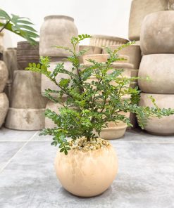 Hướng dẫn cách trồng cây thanh hương mộc trồng chậu