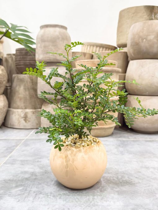 Hướng dẫn cách trồng cây thanh hương mộc trồng chậu