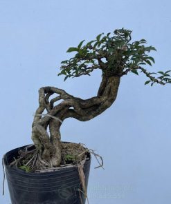 cách uốn thế hồng ngọc mai bonsai