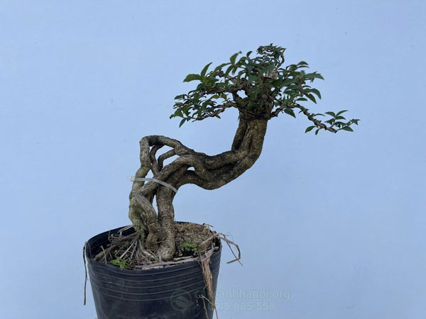 cách uốn thế hồng ngọc mai bonsai