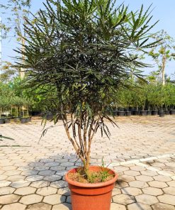 Cách xử lý khi cây khổng tước bị rụng lá