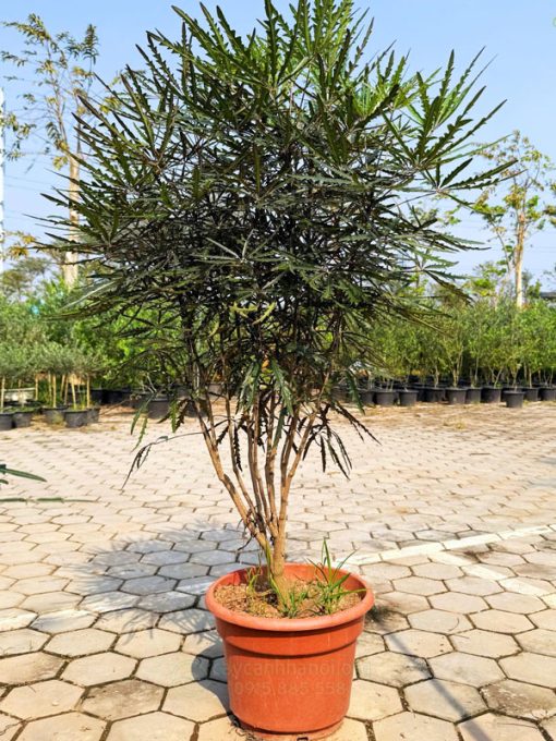Cách xử lý khi cây khổng tước bị rụng lá