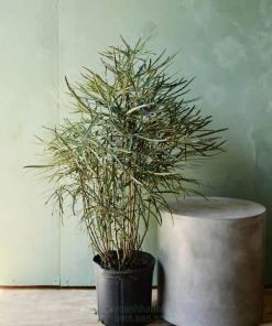 Cách xử lý khi cây khổng tước bị vàng lá