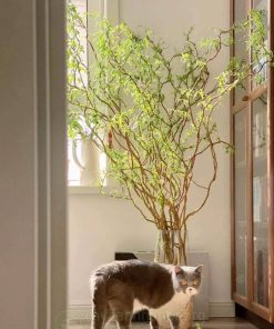 Cành Curly Willow trang trí decor cửa hàng
