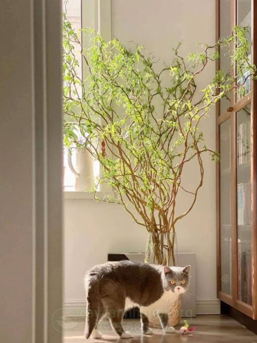Cành Curly Willow trang trí decor cửa hàng