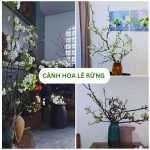 Cành Hoa Lê Rừng