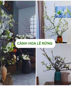Cành hoa lê rừng đẹp ngày Tết