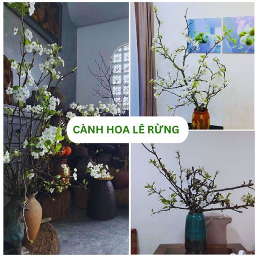 Cành hoa lê rừng đẹp ngày Tết