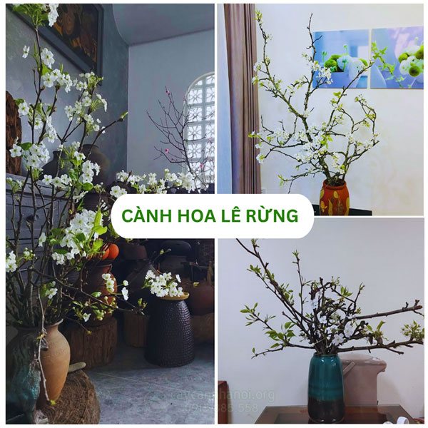 Cành hoa lê rừng đẹp ngày Tết