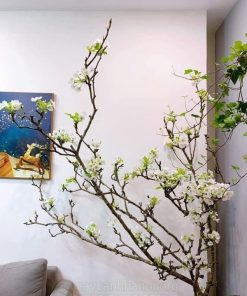 Cành lê đá là tên gọi khác của cành lê rừng
