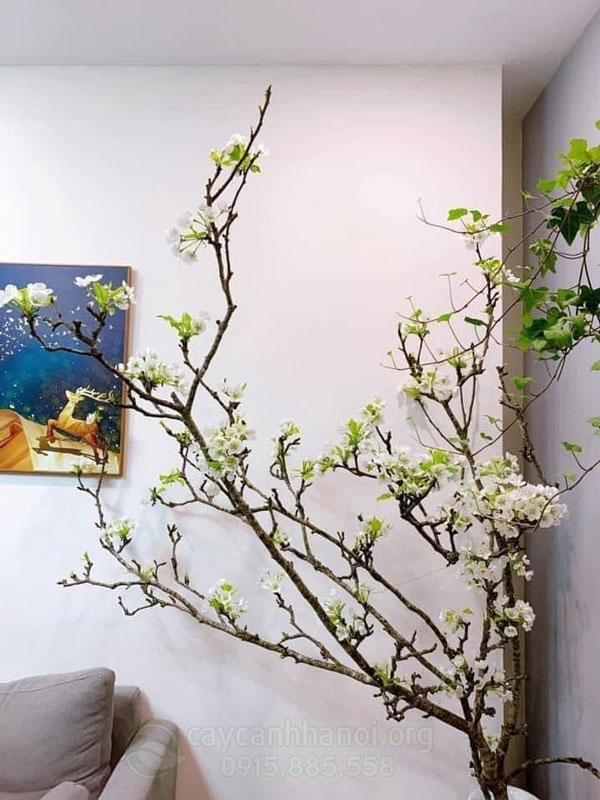 Cành lê đá là tên gọi khác của cành lê rừng