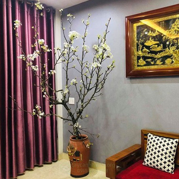 cành lê rừng trang trí phòng khách