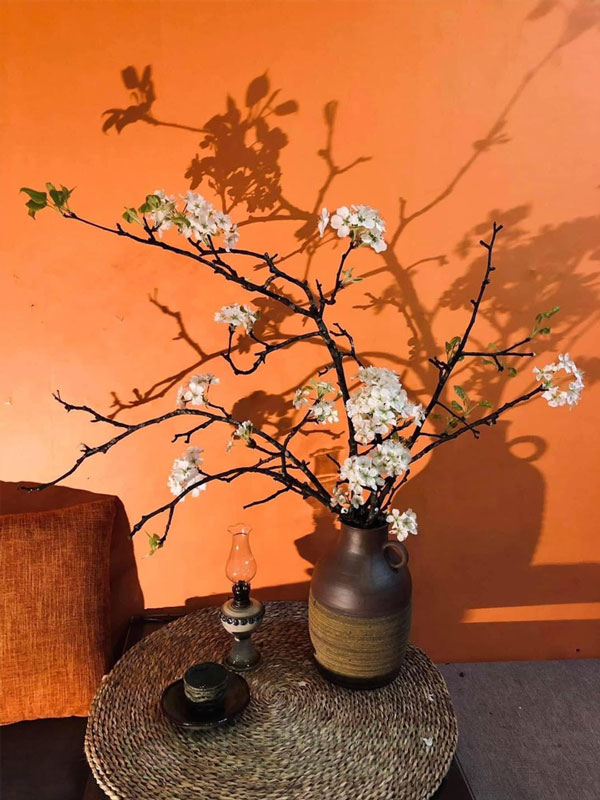 Cành lê tết
