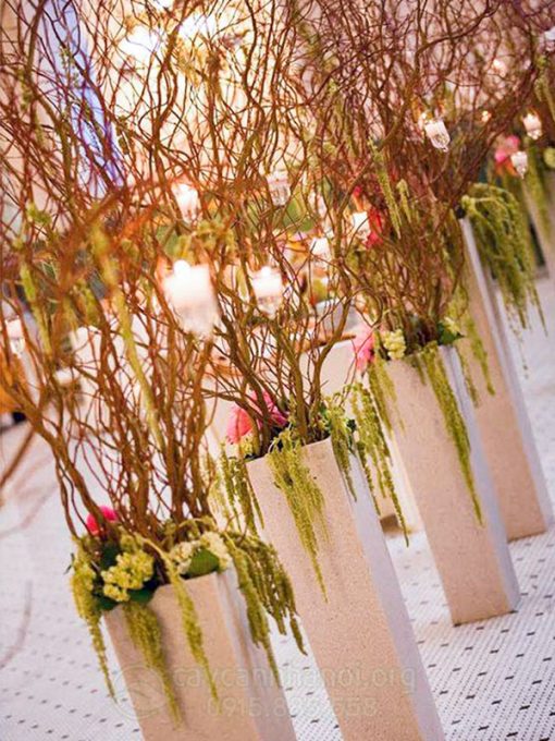 Cành liễu đỏ xoăn ứng dụng trong cắm hoa nghệ thuật