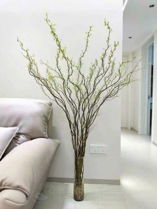 Cành liễu xoăn cắm bình
