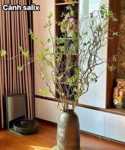 Cành liễu xoăn mang đến sự cuốn hút