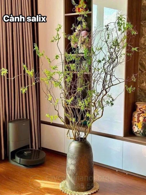 Cành liễu xoăn mang đến sự cuốn hút