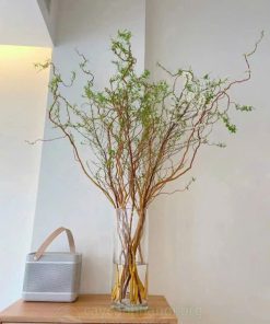 Cành Salix đỏ cắm bình