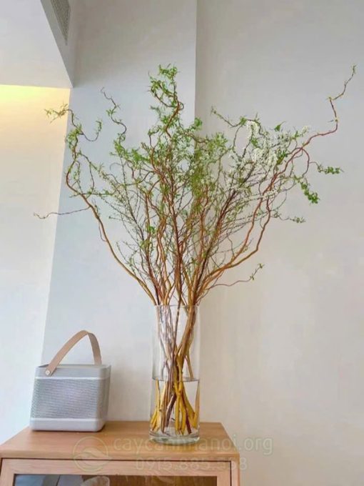 Cành Salix đỏ cắm bình