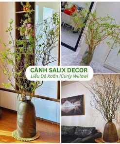 Cành Salix Decor Liễu Đỏ Xoăn (Curly Willow)