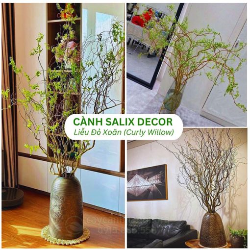 Cành Salix Decor Liễu Đỏ Xoăn (Curly Willow)