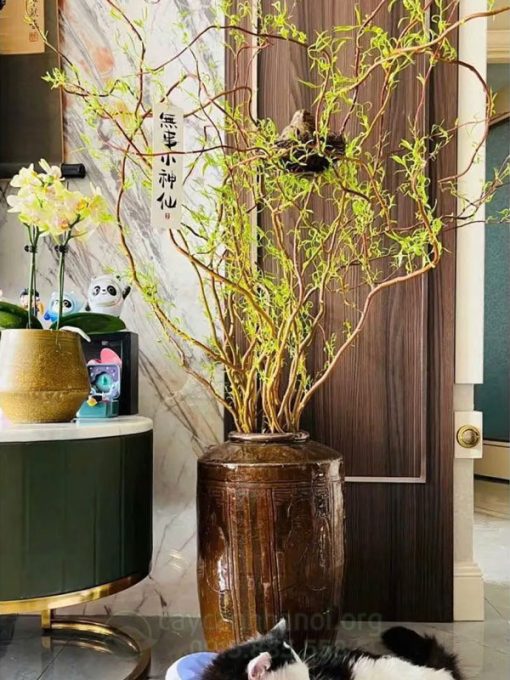 Chậu salix cắt cành trang trí đẹp