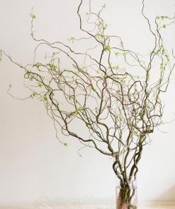Cành salix decor tươi cắm bình trang trí nhà