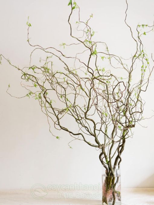 Cành salix decor tươi cắm bình trang trí nhà